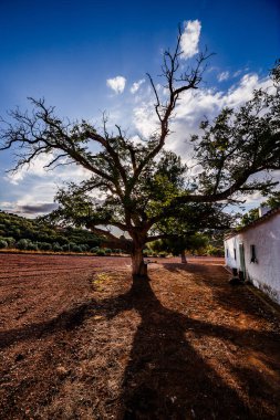 Gölgesi ve Alhambra 'daki evi ile ceviz ağacı