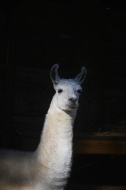 Lama siyah arkaplana karşı