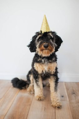 Doğum günü partisi şapkalı köpek.