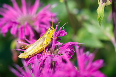 İki çizgili çekirge pembe arı merhemi çiçeği üzerinde