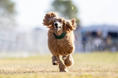 Safkan Standart Kaniş Koşan Yem Pistinde Koşan Köpek Sporu