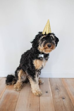 Doğum günü partisi şapkalı köpek.