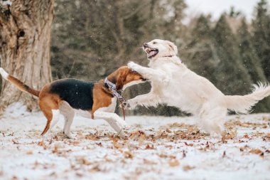 Golden Retriever ve American Foxhound Kış Karında Oynuyor