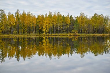 Sakin göl suyuna yansıyan altın sonbahar ormanı