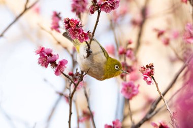 Japonya 'da ilkbaharda Japon kuşuyla birlikte pembe çiçek açar..