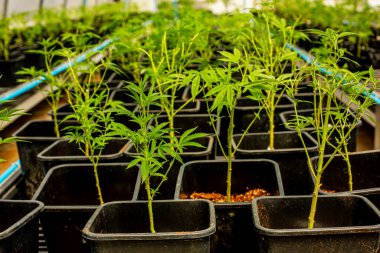 İç mekan yetiştirme tesisinde esrar tomurcukları