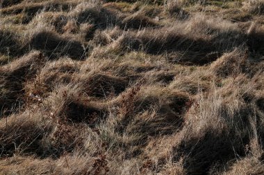 Kışın kurumuş çimen bitkisi