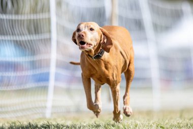 Safkan Vizsla Koşu Pisti Hızlı Köpek Sporu