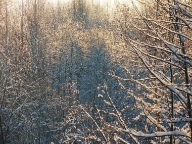 Karlı orman, güneş parlıyor.
