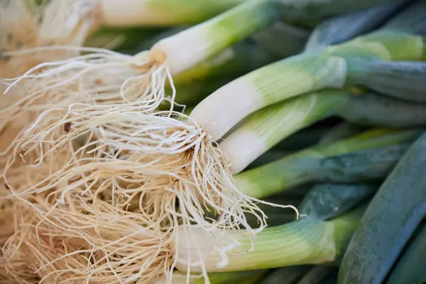 Japon deniz tarağı ya da Negi 'nin yakın çekim görüntüsü