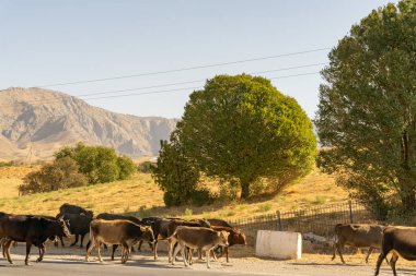 Bir inek sürüsü yolda yürüyor.