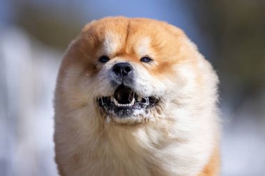 Chow Chow Yem Koşu Pisti Hızlı Köpek Sporu