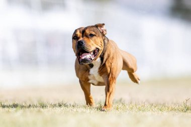 Staffordshire Boğa Teriyeri Koşu Pisti Hızlı Köpek Sporu
