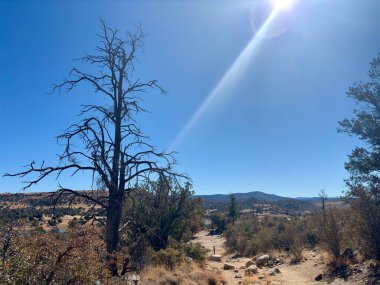 Çorak ağaç, kuru arazi üzerinde güneş ışınlarıyla aydınlık bir gökyüzüne karşı duruyor.