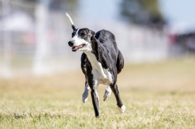 Kırbaç Koşu Pisti Hızlı Koşu Köpek Sporu