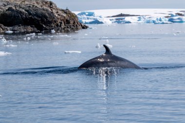 Minke whale in Antarctica. Balaenoptera acutorostrata. clipart