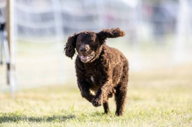 American Water Spaniel Koşu Pistinde Koşan Hızlı Köpek Sporu