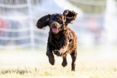 American Water Spaniel Koşu Pistinde Koşan Hızlı Köpek Sporu