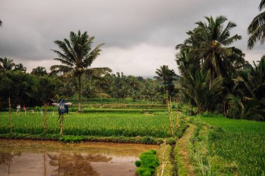 Lombok, Endonezya 'daki yemyeşil pirinç tarlaları ve korkuluk