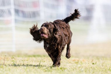 American Water Spaniel Koşu Pistinde Koşan Hızlı Köpek Sporu