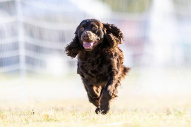 American Water Spaniel Koşu Pistinde Koşan Hızlı Köpek Sporu