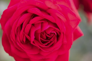 Canlı kırmızı bir gülün tam çiçeklendiği yakın plan.