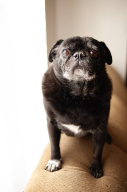 Siyah yaşlı köpek kanepenin üzerindeki kameraya bakıyor.