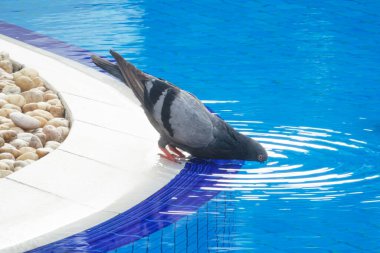 Kaya güvercini yüzme havuzundan su içiyor.