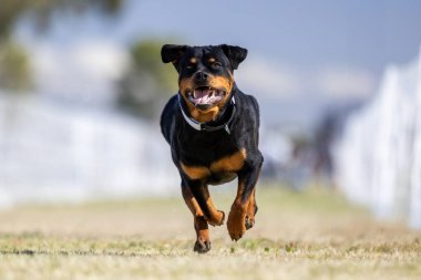 Safkan Rottweiler Koşu Pistinde Koşan Hızlı Köpek Sporu