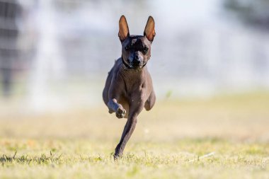 Xoloitzcuintli Koşu Pisti Hızlı Koşu Köpek Sporu