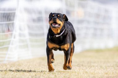 Safkan Rottweiler Koşu Pistinde Koşan Hızlı Köpek Sporu