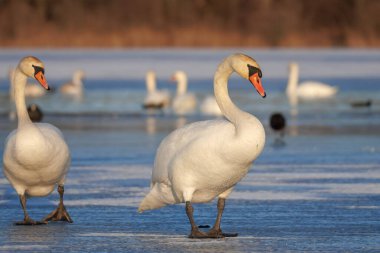 Sessiz kuğular donmuş göle gider.