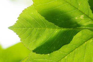 Genç kül (Fraxinus Excelsior) baharda ayrılır