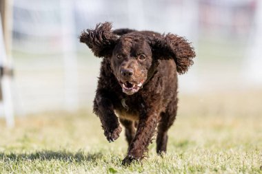 American Water Spaniel Koşu Pistinde Koşan Hızlı Köpek Sporu