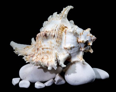 Beyaz Kayalar üzerinde Ramose Murex Kabuğu siyah arkaplan