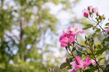 Zarif pembe güller yemyeşil bir arka planda çiçek açıyor.