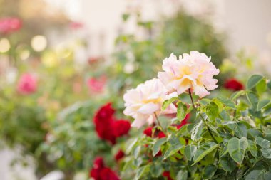 Zarif güller canlı bir bahçede çiçek açar.