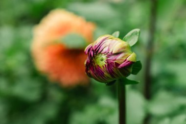 Bir yaz bahçesinde yıldız çiçeği yetiştirmeye çok yaklaştım.