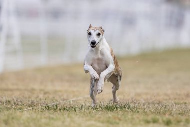 Kırbaç Koşu Pisti Hızlı Koşu Köpek Sporu
