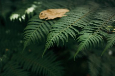 Karanlık orman arka planında yeşil eğreltiotu yapraklarını kapat