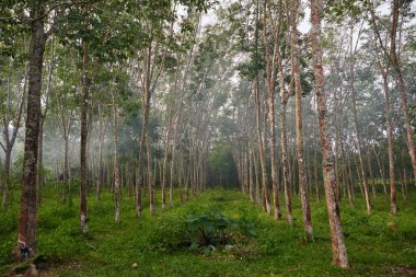 Kauçuk ağacı sisli bir sabahla tarlada büyüyor.