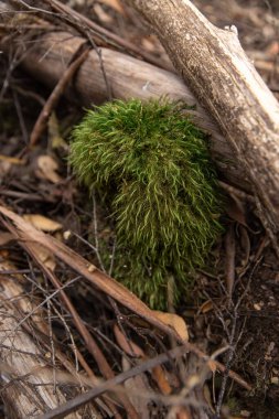 Vibrant green furry moss growing on forest floor in Tasmania hairy clipart