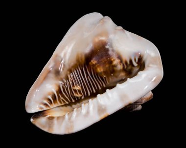 Siyah arka planda Cassis tüberosa veya kral miğferi kabuğu