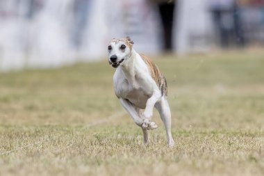 Kırbaç Koşu Pisti Hızlı Koşu Köpek Sporu