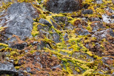 Flora Antarktika 'da. Antarktika 'daki doğa. Yosun. Antar 'da yaz