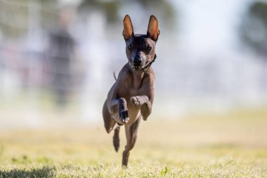 Xoloitzcuintli Koşu Pisti Hızlı Koşu Köpek Sporu