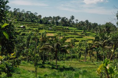 Tetebatu Lombok, Endonezya 'da yemyeşil pirinç tarlası ve palmiye ağaçları