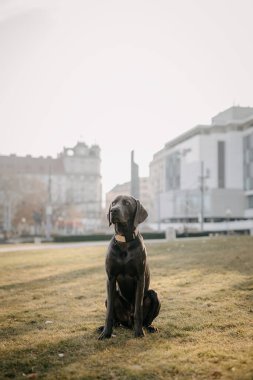 Weimaraner Gri Kısa Saçlı Köpek ve Sarkık Kulaklar Kapalı Oturuyor