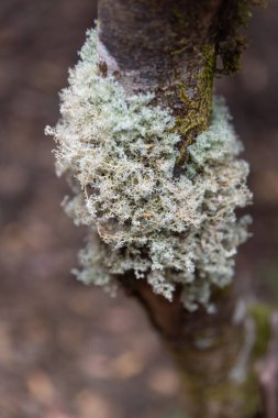 Close up old man's beard lichen growing on tree bark in forest clipart