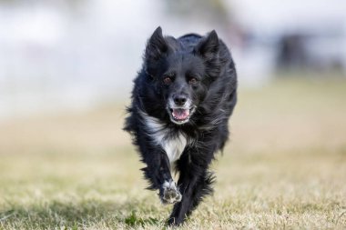 Siyah ve Beyaz Sınır Collie Koşu Pisti Hızlı Koşu Köpek Sporu
